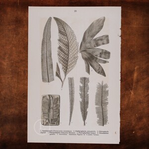 ANCIENT PLANTS: Taeniopteris, Clathropteris, Chiropteris, Nilsonia, Pterophyllum, Otozamites    - Original Lithography of Fossils ca 1910