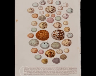 Rare Bird Eggs Chromolithograph: Antique Ornithology Print (circa 1880)