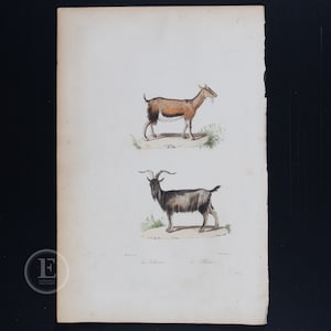 1837 - GOAT and BILLY GOAT  / Authentic steel engraving from Oeuvres Completes de Buffon 1837 - Hand colored and very rare!