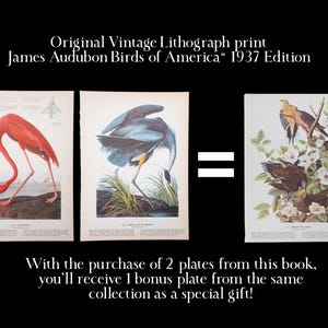 The image is an advertisement for a vintage ethograph print of James Audubon's "Birds of America" from the year 1937. It features three different illustrations of birds, including a flamingo, a blue heron, and a bird with a yellow beak. The text below the images announces that with the purchase of two plates from this book, the buyer will receive one bonus plate from the same collection as a special gift.