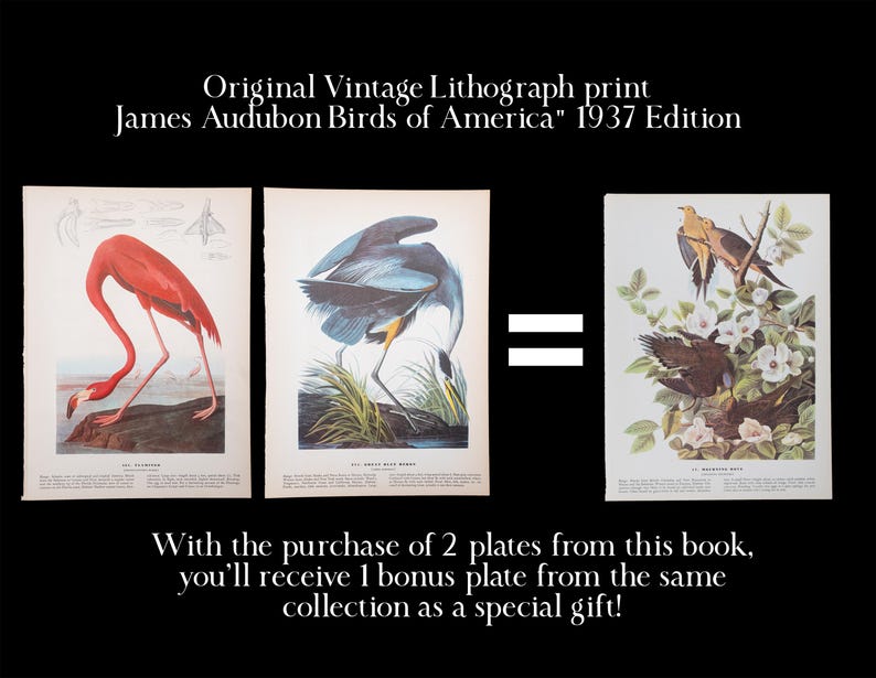 The image is an advertisement for a vintage ethograph print of James Audubon's "Birds of America" from the year 1937. It features three different illustrations of birds, including a flamingo, a blue heron, and a bird with a yellow beak. The text below the images announces that with the purchase of two plates from this book, the buyer will receive one bonus plate from the same collection as a special gift.
