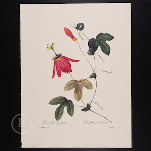 RED PASSION FLOWER - Flowers and Fruits by Pierre Redoute - Vintage Edition 1980 -  Buy 1 print, get 1 free!