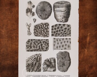 ANCIENT MARINE FOSSILS: Turbinolia, Tiaradendrom, Enalohelia, Isastrea, Lithodendron, Thecosmilia  - Original Lithography of Fossils ca 1910