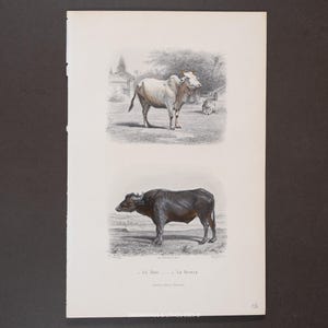 1847 CEBÚ Y BÚFALO DE AGUA – Grabado en acero coloreado a mano con acabado de goma arábiga de Oeuvres de Buffon – ¡Escaso!