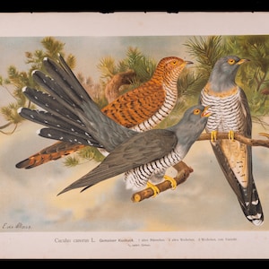 May include: A vintage illustration of three cuckoos perched on a branch. The birds are depicted in a realistic style with detailed feathers and markings. The background is a soft blue with green foliage.