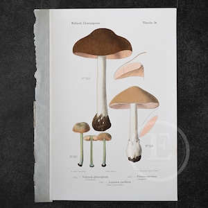 1910 Rose-gilled Grisette, Fawn Mushroom, Pinkgills -  Original Vintage Color Lithography - Mushroom print - Champignon Print