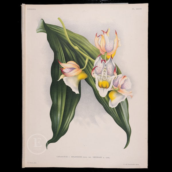 CATASETUM ORCHID  - Antique authentic lithograph by Jean Linden, Belgium 1892, coming from Iconographie des Orchidees - Stunning!