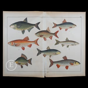 May include: A vintage illustration of eight different types of fish. The fish are depicted in a realistic style with detailed scales and fins. The illustration is printed on a page from a book with the number "XXX" in the top right corner.