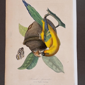 Originele handgekleurde natuurhistorische gravure uit 1842 van een Guiaanse tangara die zich voedt met een tropische zaadpeul.