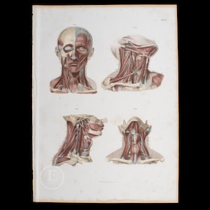 1860 Muscles of the face and neck - Original Steel engravings from a Atlas of Human Anatomy - Big stunning hand-colored original plate!