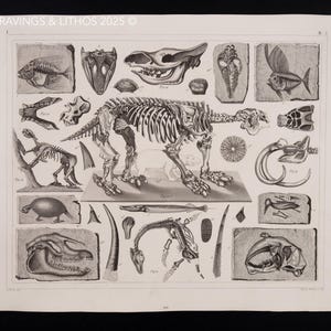 1849 FOSSILES SKELETT & FOSSILIERTE Tiere – Antiker Enzyklopädie Druck, Antiker Original Enzyklopädie Druck, Meerestiere, viktorianisches Dekor - Knapp!