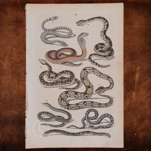 May include: A vintage-style paper print featuring eight detailed illustrations of various snakes in shades of brown, tan, gray, and black. Each snake is numbered, and the page is labeled with the number 18 at the top center, showcasing diverse patterns.