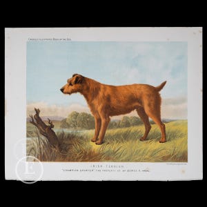 1881  THE IRISH TERRIER - Original lithography out of "The Book of the Dog by Vero Shaw" - Scarce!