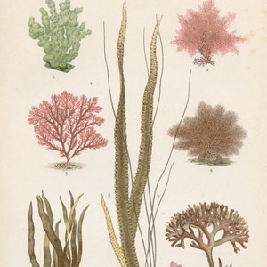 Coral , Sea Plants, Marine algae. Green algae - Original plate from &quot;Historia Natural Zoologia&quot; - Dr Klaus - 1891
