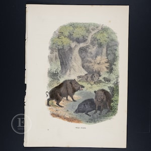 Wild boards . 157-year-old Original steel engraving HAND-COLORED from Cassell&#39;s Natural History