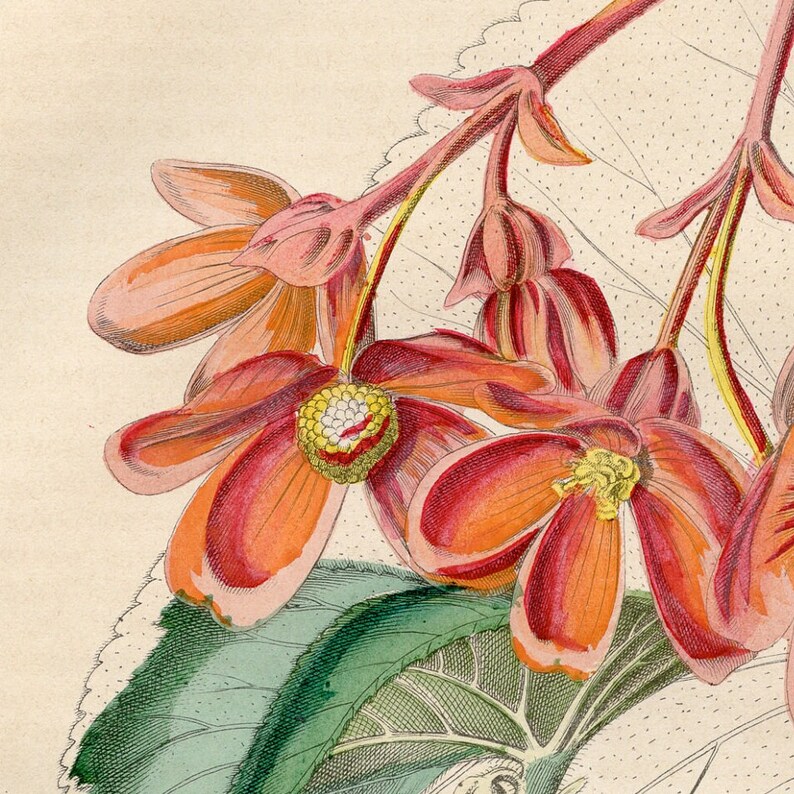 The Begonia or the Slate Leaf Rare plate from Book of the World 1850 Hand colored original image 3