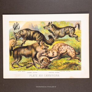Könnte beinhalten: Ein farbiger Druck im Vintage-Stil mit dem Titel PLATE XIII CARNIVORA, der Illustrationen eines Erdwolfs, einer Schabrackenhyäne, einer Tüpfelhyäne und einer Streifenhyäne in einer Graslandschaft zeigt. Textbeschriftungen benennen die Tierarten.