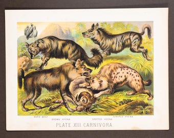 Aard wolf, Brown hyena, Spotted hyena, Striped hyena - Original Litho from "Johnson's Household Book" 1880 - Very Rare!