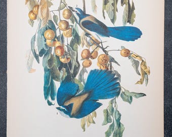 1937 - Ghiandaia della Florida - Stampa d'epoca di uccelli Audubon