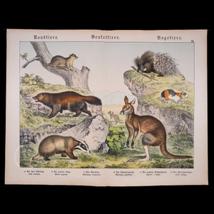 1872 Wolverine, Badger, Opossum, Kangaroo, Guinea Pig,Porcupine-Original very rare lithograph from Natural History of Mammals Prof. Schubert