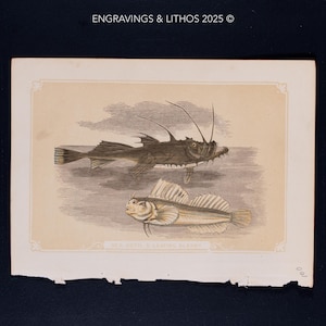 1851  Sea Devil & Leaping Blenny  – Antique Lithograph – Original The Natural History of the Sacred Scriptures, and Guide to General Zoology