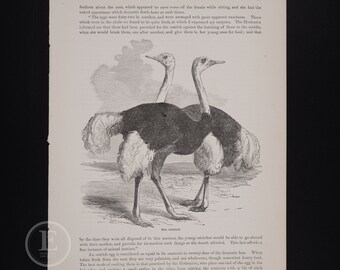 1857 The Ostrich - Original lithograph from Cassell's Popular Natural History
