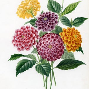 Flor Dália de 1849 - Dictionnaire Universel d&#39;histoire Naturelle de Charles d&#39;Orbigny - Original - COLORIDA À MÃO!