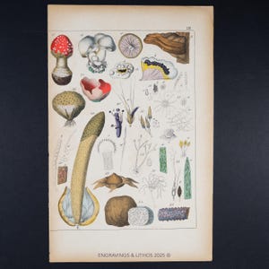 ca. 1891 FUNGI and ALGAE - Antique Botanical Chromolithograph from Atlas d’histoire naturelle (19th Century Original)