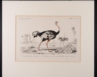 1849 年の鳥類学の彫刻 |ダチョウとエキゾチックな渉禽類 |ヨハン