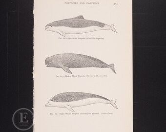 Porpoises and Dolphin: Spectacled/Finless and Right - Original color vintage print out of the book "Giant Fishes, Whales, and Dolphins" 1938