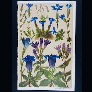 Puede incluir: Una ilustración botánica vintage que presenta varios tipos de flores de genciana azules y moradas. La ilustración está etiquetada con los números del 1 al 11, y el texto "Taf. 8." aparece en la esquina superior derecha.
