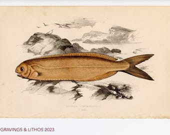 Pez Centrolophus de Cornualles de 1894: cromolitografía original de peces de agua dulce británicos