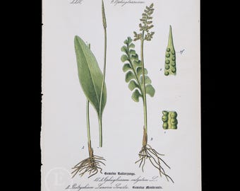 1886 FERNS: Adder's Tongue and Moonwort - Flora of Germany, Austria and Switzerland Original Botanical Chromolithograph
