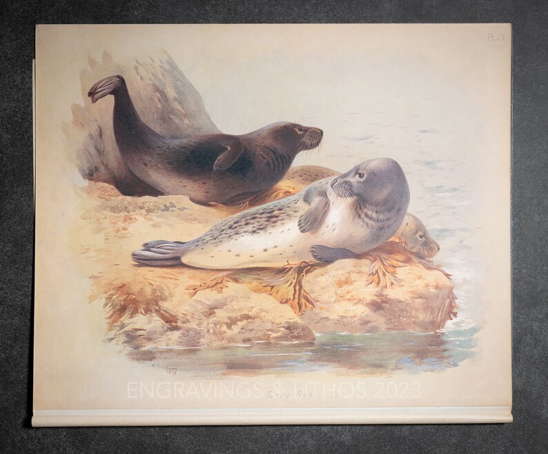 Grey Seal - Vintage Print From the Book "british Mammals" A. Thornburn ...