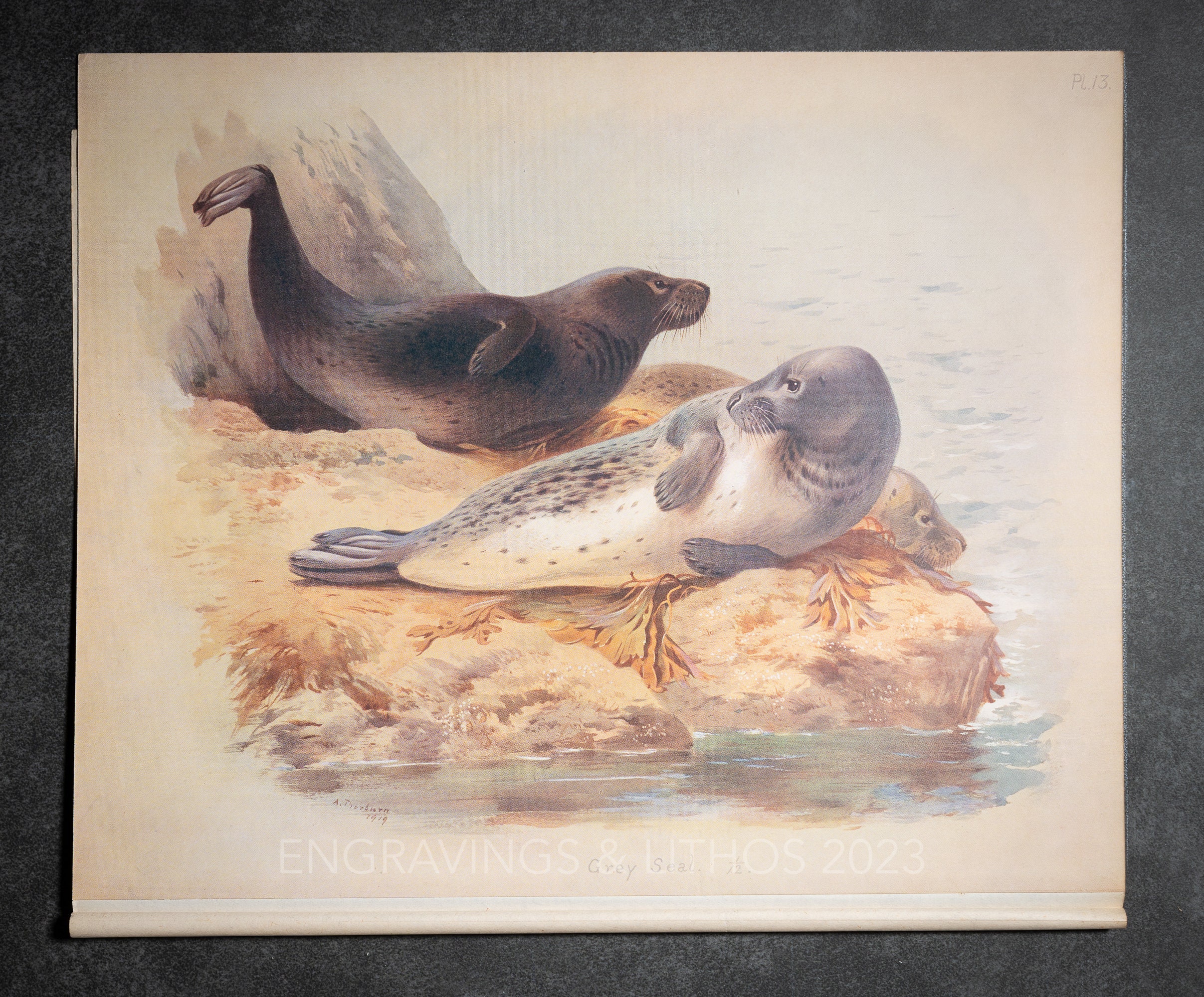 Grey Seal - Vintage Print From the Book "british Mammals" A. Thornburn ...
