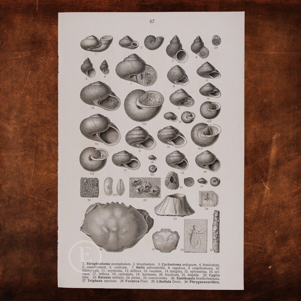 SHELLS and CREATURES FOSSILS: Twist Shell, Cyclostoma, Snails, Bivalve, Barnacle, Crayfish, Ant   - Original Lithography of Fossils ca 1910