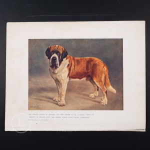 1912 ST. BERNARD DOG - Original vintage lithography from The Book of the Dogs - Dog wall decor