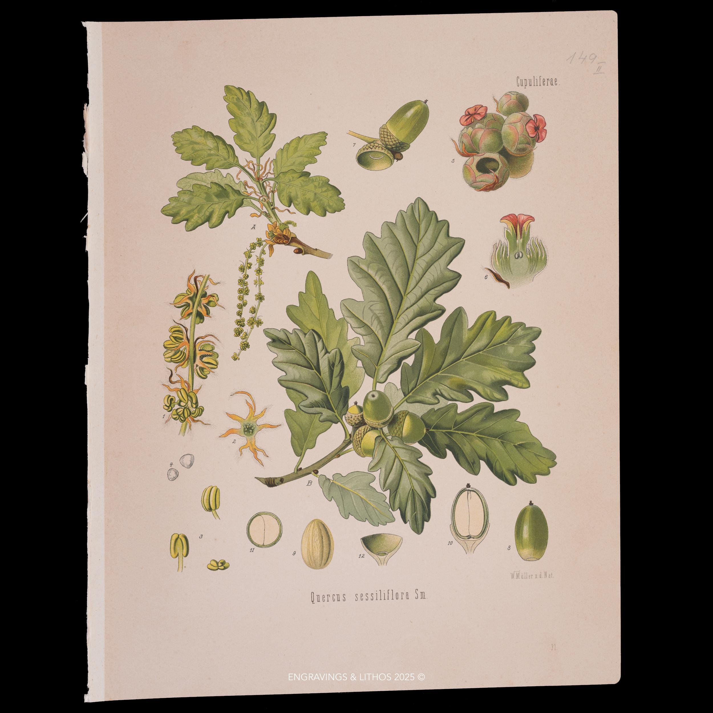 Sessile oak - Etsy 日本