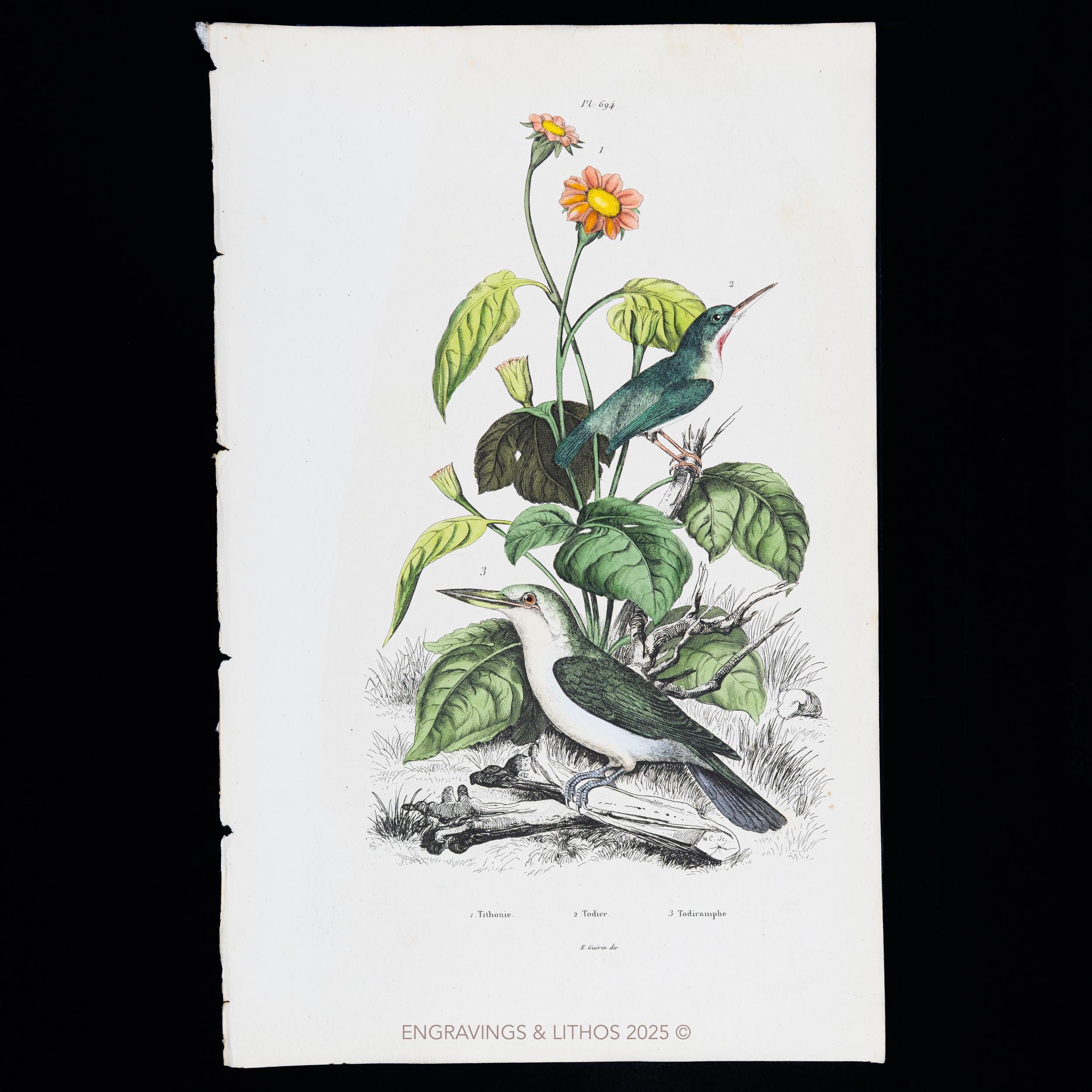 1846 KINGFISHER & TODY Birds, and TITHONIA Plant – Original