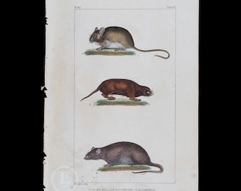 Perchal Rat, Scherman Rat and Field Mouse / Authentic steel engraving from Oeuvres Completes de Buffon 1829 - Hand colored!