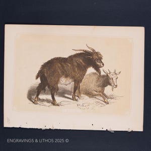 1851 GOATS – Antique Lithograph – Original The Natural History of the Sacred Scriptures, and Guide to General Zoology