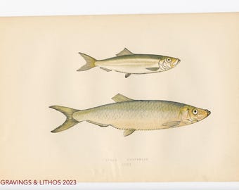 1894 Espadín y pejerrey blanco - Cromolitografía original de peces de agua dulce británicos