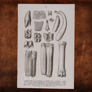 Op de afbeelding: Een zwart-witte illustratie van verschillende dierbeenderen en tanden, waaronder een schildpaden schild, een slanggewervel, een krokodilstand en een paardenbeen. De afbeelding is voorzien van de wetenschappelijke namen van de dieren en de delen van het skelet.