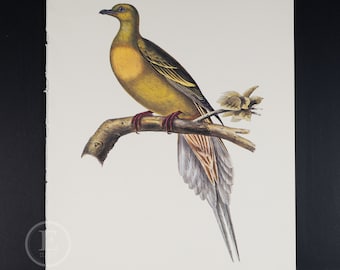 May include: A yellow and grey bird with a long tail perched on a branch. The bird has a yellow body with grey and brown markings on its wings and tail. The branch is brown and has a small green leaf on it.