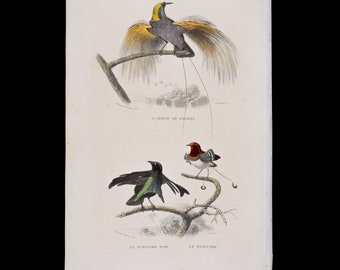 Bird of paradise, black manucode, manucode / Hand-colored plate from "Ouvres Complete de Buffon" 1866