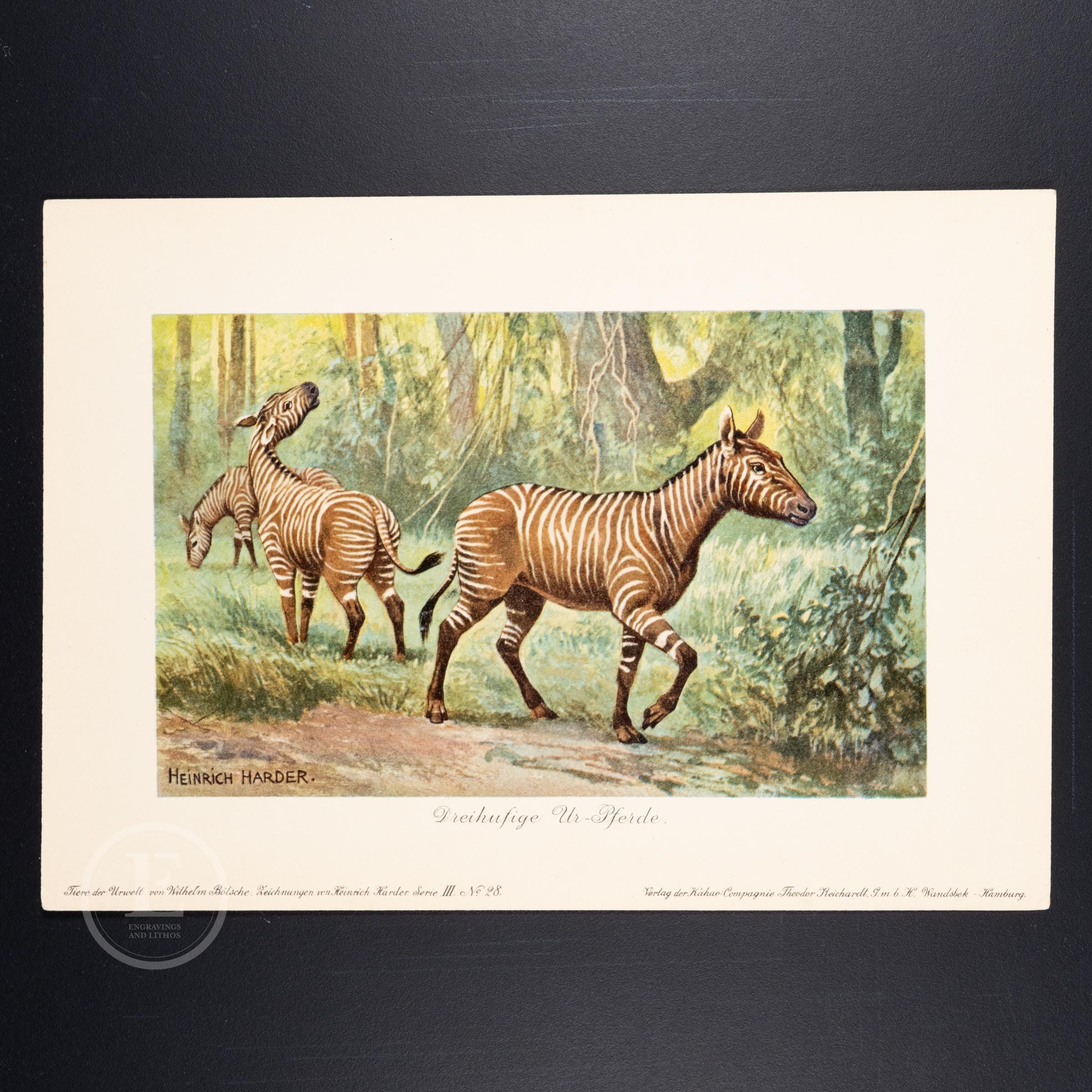 1911 HIPPARIONS, Three-toed Horses from the Miocene Epoch - Original from Tiere der Urwelt-(Creatures of the Primitive World - Serie 3)