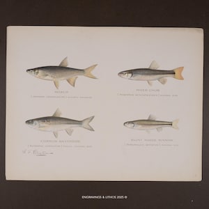 May include: A vintage print showcasing four detailed illustrations of fish: Roach, River Chub, Common Silverside, and Blunt Nosed Minnow. Each fish is labelled with scientific names and size notations. The print has a classic, aged appearance.