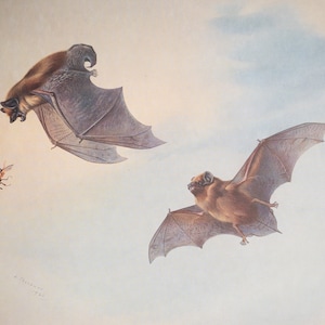 Breitflügelfledermaus - Vintage Druck aus dem Buch „Britische Mammals“ A. Thornburn, Vol. 1 - 1921