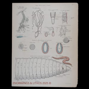 HYDRA- EN AARDBOUWDIAGRAM 1880 - Originele lithografie uit een antieke biologische atlas - Schaars!