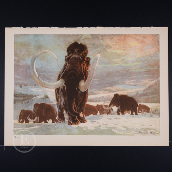 Mammoth from the Pliocene Epoch  - Original Vintage Lithograph print of Extinct Prehistoric Animals from 1960.